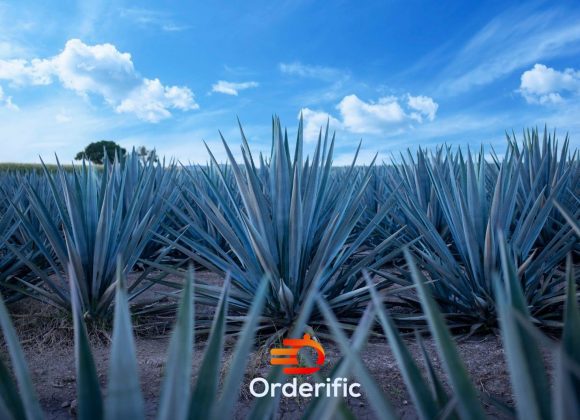 What is Agave Azul, and How is Tequila Made With It? agave azul